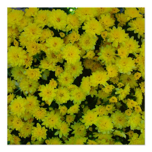 Gelbe Mums Blume Perfektes Poster (Vorderseite)