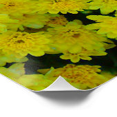 Gelbe Mums Blume Perfektes Poster (Ecke)