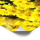 Gelbe Mums Blume Perfektes Poster (Ecke)