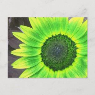 Gelbe N Grüne Sonnenblume Postkarte