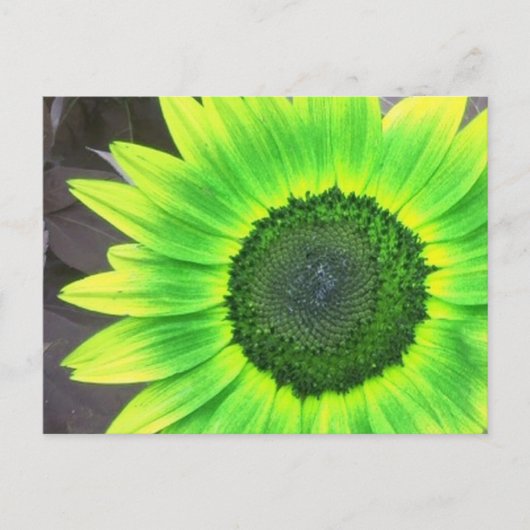 Gelbe N Grüne Sonnenblume Postkarte (Vorderseite)