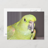 Gelbe-Naped-Amazon-Papagei-Postkarte Postkarte (Vorne/Hinten)