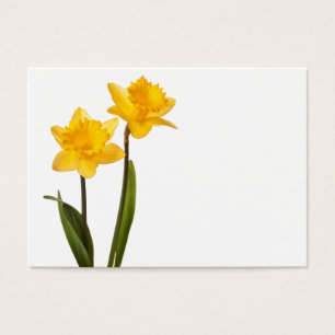 Gelbe Narzissen auf Weiß - Narzissen-Blumen-freie