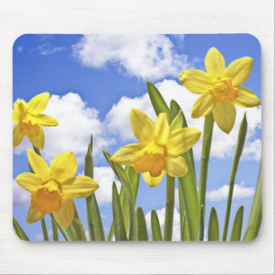 Gelbe Narzissen im Frühjahr in den Niederlanden Mousepad