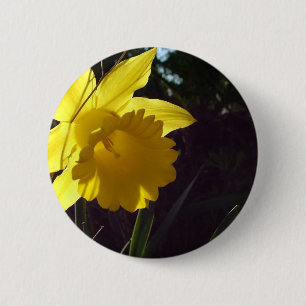 gelbe Narzissenblume im Sonnenlicht Button
