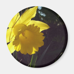 gelbe Narzissenblume im Sonnenlicht Magnet