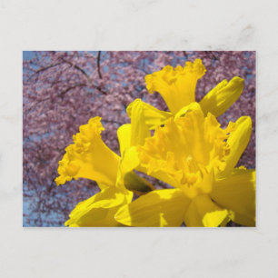 Gelbe Narzissenblumen Postkarten Baumblüten