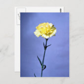 Gelbe Nelke Postkarte (Vorne/Hinten)