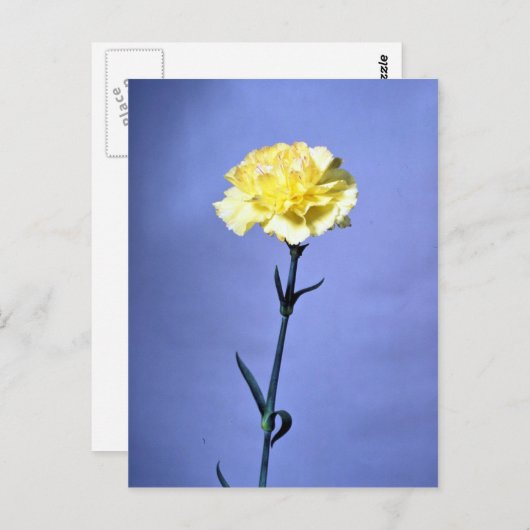 Gelbe Nelke Postkarte (Vorne/Hinten)