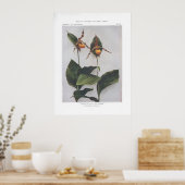 Gelbe oder Downy Lady's Slipper Poster (Küche)