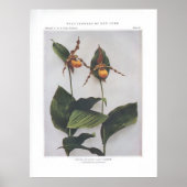 Gelbe oder Downy Lady's Slipper Poster (Vorne)