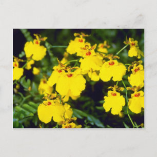 Gelbe Oncidium-Blume Postkarte