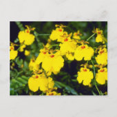 Gelbe Oncidium-Blume Postkarte (Vorderseite)
