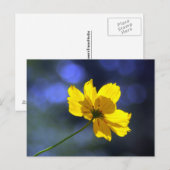 Gelbe Orange Coreopsis Postkarte (Vorne/Hinten)