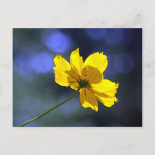 Gelbe Orange Coreopsis Postkarte