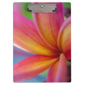 Gelbe Orange Deep Pink Tropische Plumeria Blume Klemmbrett (Vorderseite)