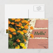 Gelbe orangefarbene Marigold-Blume Postkarten (Vorne/Hinten)
