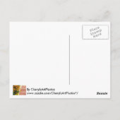 Gelbe orangefarbene Marigold-Blume Postkarten (Rückseite)