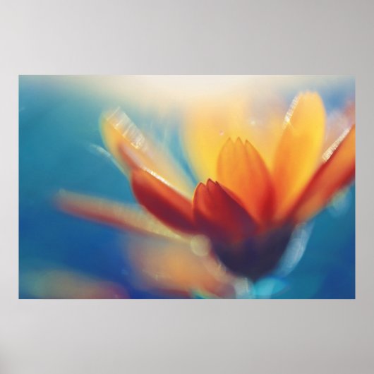 Gelbe Orangenmarigold-Blume in Blau Poster (Vorne)