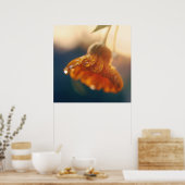 Gelbe Orangenmarigold-Blume lässt Makro fallen Poster (Küche)