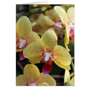Gelbe orchide Blume