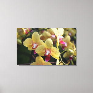 Gelbe orchide Blume Leinwanddruck