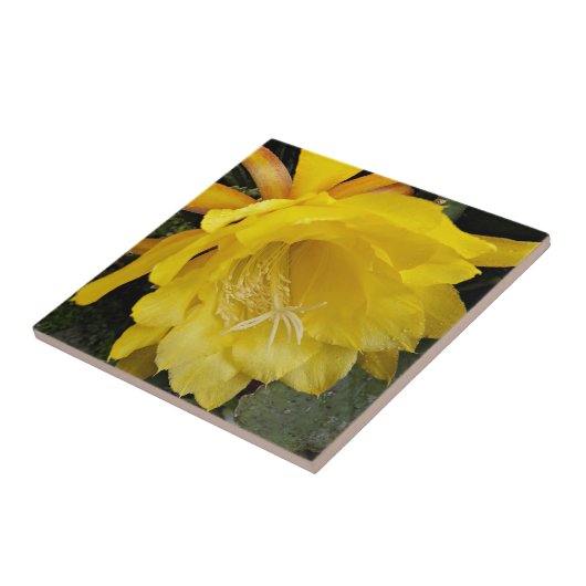 Gelbe orchide Kakteen Bloom Floral Fliese (Seite)