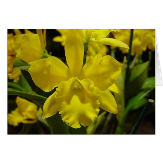 Gelbe Orchidee (Vorderseite (Horizontal))