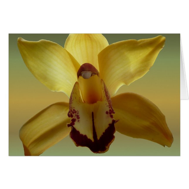 Gelbe Orchidee (Vorderseite (Horizontal))
