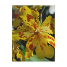 Gelbe Orchidee aus Vero Beach