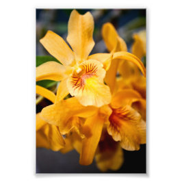 Gelbe Orchidee Blume Blühende Pflanze Fotodruck