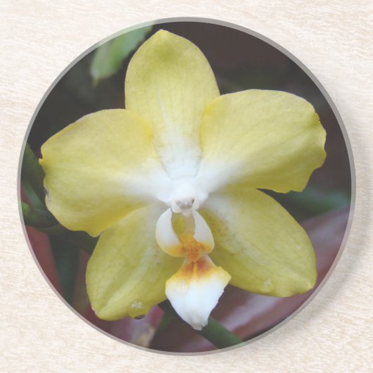 Gelbe Orchidee Getränkeuntersetzer (Vorne)