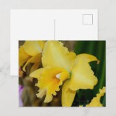 Gelbe Orchidee Postkarte (Vorne/Hinten)