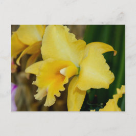 Gelbe Orchidee Postkarte