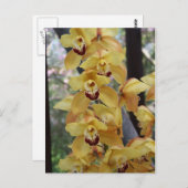 Gelbe Orchidee Postkarte (Vorne/Hinten)
