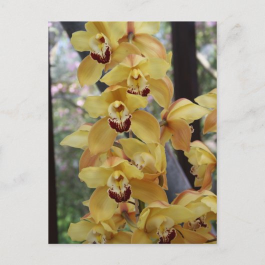 Gelbe Orchidee Postkarte (Vorderseite)