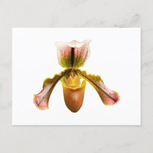 Gelbe Orchidee Postkarte