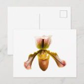 Gelbe Orchidee Postkarte (Vorne/Hinten)