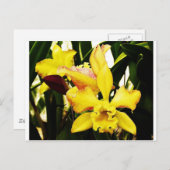 Gelbe Orchidee Postkarte (Vorne/Hinten)