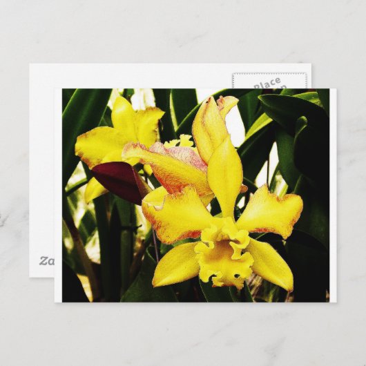 Gelbe Orchidee Postkarte (Vorne/Hinten)