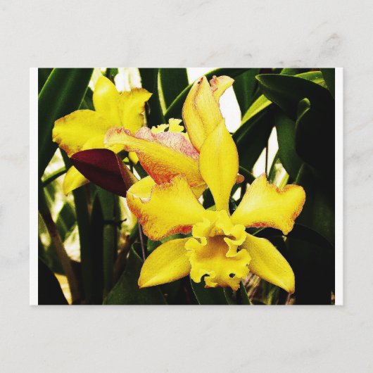 Gelbe Orchidee Postkarte (Vorderseite)