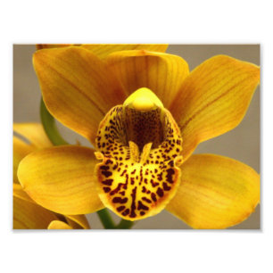 Gelbe Orchideen-Blume Fotodruck