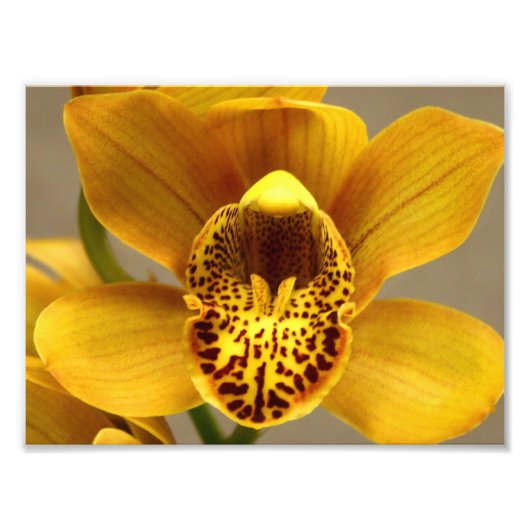 Gelbe Orchideen-Blume Fotodruck (Vorne)