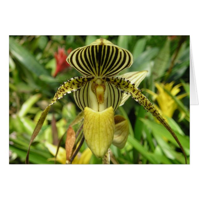 Gelbe Orchideen-Blumen-Karte (Vorderseite (Horizontal))