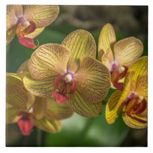 Gelbe Orchideen-Keramikfliese Fliese