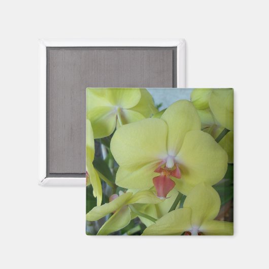 Gelbe Orchideen Magnet (Vorderseite/Rückseite)