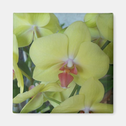 Gelbe Orchideen Magnet (Vorne)