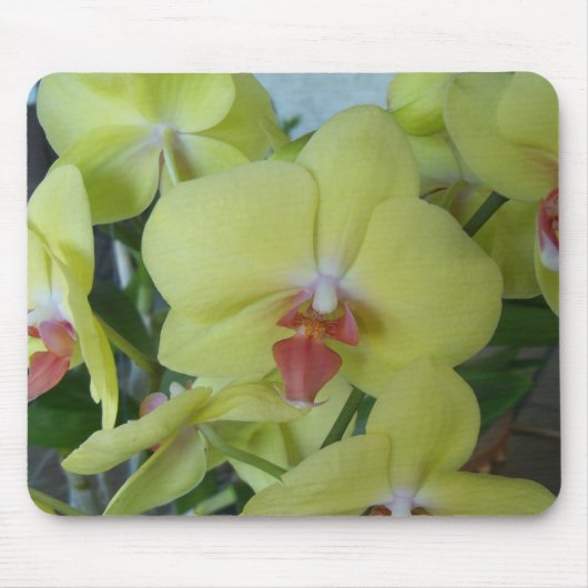 Gelbe Orchideen Mousepad (Vorne)