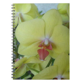 Gelbe Orchideen Notizblock