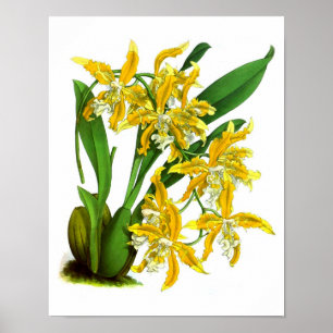 Gelbe Orchideen-Pflanze Tropische Botanische Schri Poster